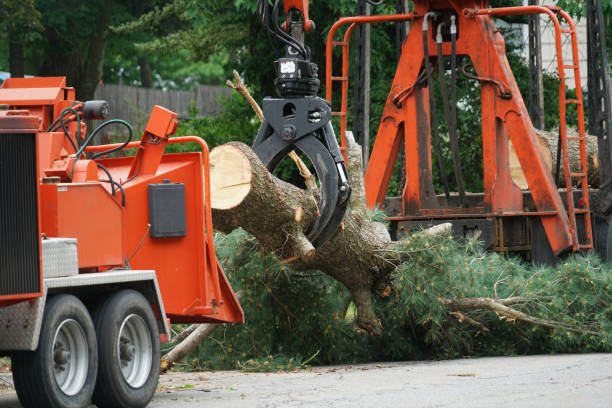 The Steps Involved in Our Tree Care Process in Fellsburg, PA